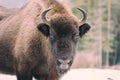 Aurochs european bison in the winter forest, animal wildlife