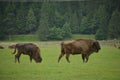 Aurochs bison on the grass in Aurochs Valley Natural Park, Brasov Romania