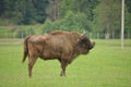 Auroch bison on the grass in Aurochs Valley Natural Park, Brasov Romania