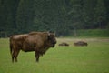 Aurochs bison on the grass in Aurochs Valley Natural Park, Brasov Romania