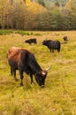 Aurochs on grazing land