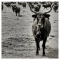 Aurochs with herd Royalty Free Stock Photo