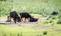 Aurochs in nature Royalty Free Stock Photo