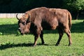 Aurochs in Poland Royalty Free Stock Photo