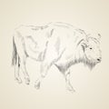 Aurochs