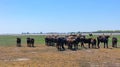 Aurochs stand in the field in the Hortobagy National Park in Hungary