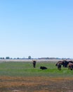 Aurochs stand in the field in the Hortobagy National Park in Hungary Royalty Free Stock Photo