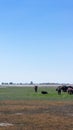 Aurochs stand in the field in the Hortobagy National Park in Hungary Royalty Free Stock Photo