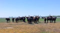 Aurochs stand in the field in the Hortobagy National Park in Hungary Royalty Free Stock Photo