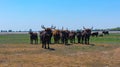 Aurochs stand in the field in the Hortobagy National Park in Hungary Royalty Free Stock Photo