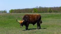 Aurochs stand in the field in the Hortobagy National Park in Hungary Royalty Free Stock Photo