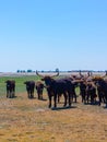 Aurochs stand in the field in the Hortobagy National Park in Hungary Royalty Free Stock Photo