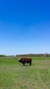 Aurochs stand in the field in the Hortobagy National Park in Hungary Royalty Free Stock Photo