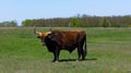 Aurochs stand in the field in the Hortobagy National Park in Hungary Royalty Free Stock Photo