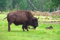 An aurochs in the summer forest