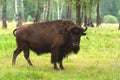 Aurochs in the summer forest