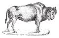 Aurochs, vintage engraving