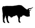 Aurochs on white