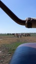 Aurochs and wild horses stand in the field in the Hortobagy National Park in Hungary look in a car Royalty Free Stock Photo