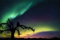 aurora borealis and australis, with silhouette of soaring bird in the foreground Royalty Free Stock Photo