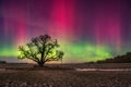 Aurora borealis at night in fields with lone tree Royalty Free Stock Photo
