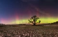 Aurora borealis at night in fields with lone tree Royalty Free Stock Photo