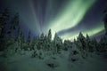 Aurora Borealis (Northern Lights) In Finland, Lapland Forest