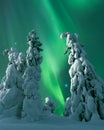 Aurora Borealis over moonlight winter landscape, spruce trees covered with hoarfrost and snow.