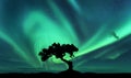 Aurora borealis and silhouette of a tree on the hill Royalty Free Stock Photo