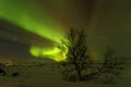 Aurora Borealis and a small tree