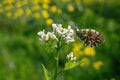 Aurora butterfly Anthocharis cardamines is a butterfly