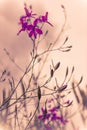 Aurora dawn with wild flowers in violet misty colour Royalty Free Stock Photo