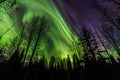 Aurora Over the Forest Royalty Free Stock Photo