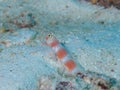 Aurora Shrimpgoby Royalty Free Stock Photo