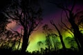 auroraborealis and australis over forest, with trees silhouetted against the phenomenon Royalty Free Stock Photo