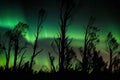 auroraborealis and australis over forest, with trees silhouetted against the phenomenon Royalty Free Stock Photo