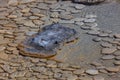 Aurum Geyser Details at Yellowstone National Park