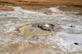 Aurum Geyser, a hot spring thermal feature in the Upper Geyser Basin in Yellowstone National Park