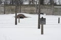 Auschwitz Royalty Free Stock Photo