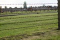 Auschwitz Barbed wire Royalty Free Stock Photo