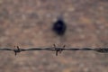 Auschwitz barbed wire