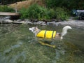 Ausky Dog Swimming With Life Vest Royalty Free Stock Photo