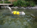 Ausky Dog Swimming With Life Vest