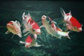 5 auspicious fish