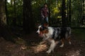 Aussie Australian Breed Dog With Hiker Backpacker Man Strolling And Hiking In Forest.