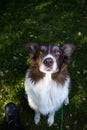 Aussie Australian Shepherd Border Collie patiently waits for treat.