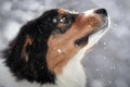 Aussie (Australian shepherd )dog in winter time when snow is falling Royalty Free Stock Photo