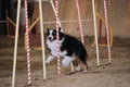 Agility competitions, sports with dog. Future winner and champion. Aussie black tricolor overcomes slalom with several vertical Royalty Free Stock Photo