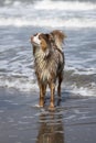 Australian shepherd dog running happy in the ocean