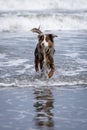 Australian shepherd dog running happy in the ocean